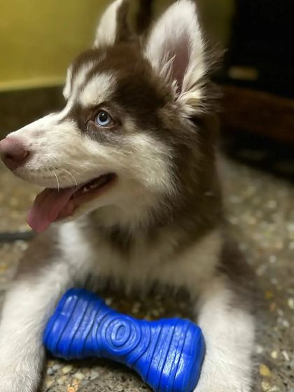 Aster Pet Boarding Centre - Cage-Free Pet Boarding All Paws Welcome: A Gallery of Breeds photo 3