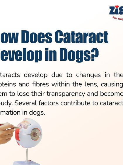 Zigly - Veterinary Services Pet Parent Resources & Tips photo 25