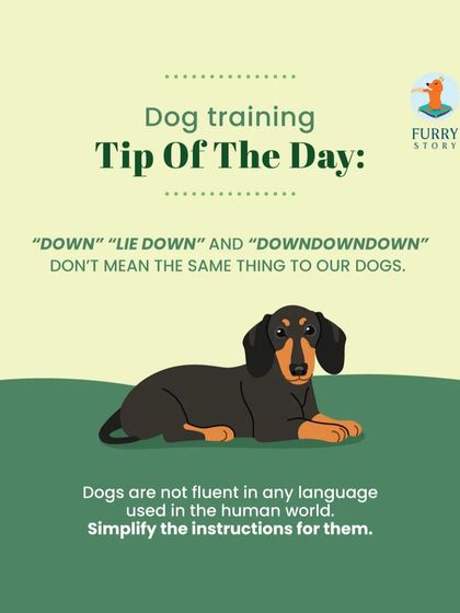 Furry Story - Pet Sitter & Home Boarder Training My Approach to Training photo 10