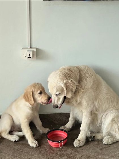 Deepthi - Dog Training & Behavior Modification Living in a Pack: A Guide to Multi-Dog Homes photo 11