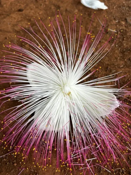 Even the smallest details of nature at our park are beautiful. This unique flower, found on our grounds, is a reminder of the biodiversity we nurture here.