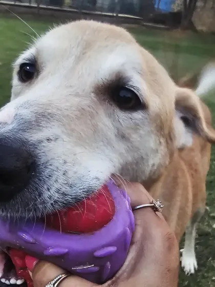 A close-up of a happy guest with her favorite toy. Providing a variety of safe and engaging toys is part of our enrichment program to keep dogs mentally stimulated during their stay.