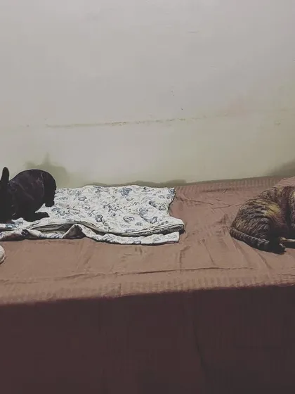 My resident cat, Pihu, takes her job as a host very seriously. Here she is sharing her bed with two Frenchie guests, Brie and Daffodil, demonstrating a well-balanced, multi-pet household.