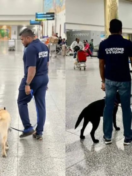 Our Customs K9 Squad on duty at Chennai International Airport. Here, our Labradors are actively screening passenger luggage, providing a crucial layer of security against smuggled goods and narcotics.