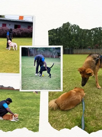 This collage captures the heart of what we do: hands-on training with dogs of all shapes and sizes. You can see us working with a German Shepherd, a Beagle, and others in our safe, grassy playground.