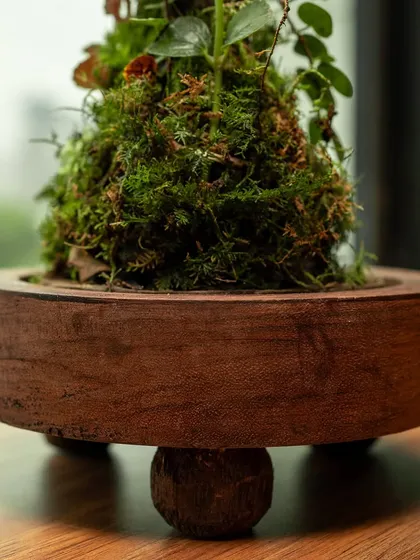 This shot focuses on the elegant wooden base with its ball feet, which elevates the terrarium and adds to its sophisticated design. It's a perfect example of eco-friendly decor.