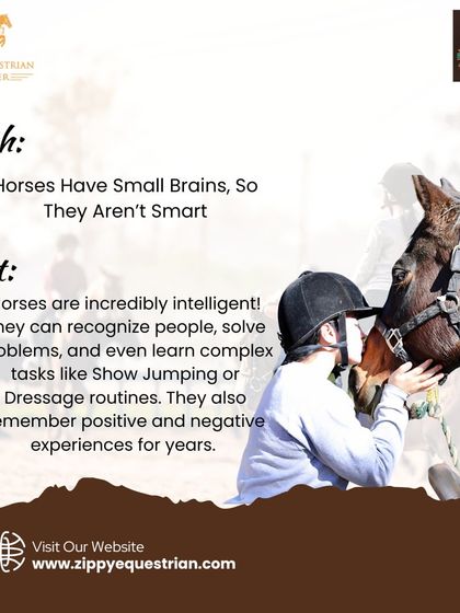 Myth vs. Fact: Horses are incredibly smart! They can recognize people, solve problems, and learn complex tasks like dressage routines. We teach our riders to respect their horse's intelligence.