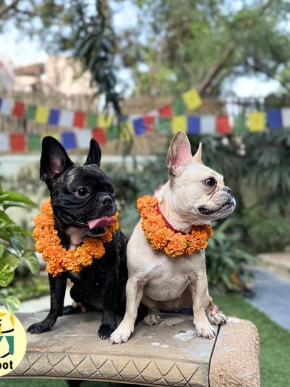 These two French Bulldogs look regal in their marigold garlands. We ensure our celebrations are safe and enjoyable for all pet breeds and sizes.