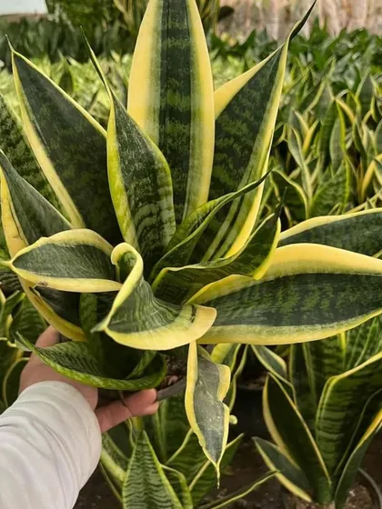 A close-up of a very healthy and full Snake Plant. You can see the quality and care that goes into each plant I deliver.