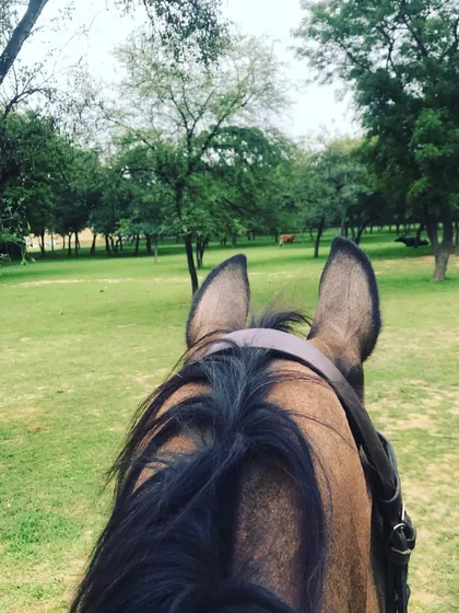 Beyond the arena, we have open fields perfect for trail rides. This point of view shot shows the peaceful experience of a cross country ride through the green surroundings of our farm.