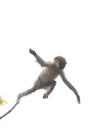 Trying to find that work-life balance, illustrated by a baby Capped Langur leaping through the air. It's a chaotic, joyful, and slightly precarious balancing act.
