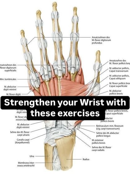 This anatomical diagram shows the complex network of muscles and tendons in the wrist and hand. Strengthening these structures is vital for athletes in grip-intensive sports like tennis, cricket, and weightlifting.