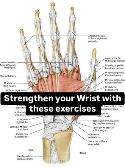 This anatomical illustration of the hand and wrist highlights the complexity of the joint. Our wrist strengthening programs are designed to target these various muscles to ensure balanced strength and stability.