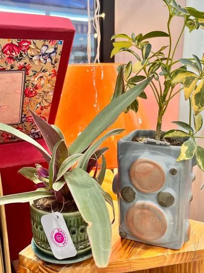 Green gifting is a wonderful way to celebrate. We offer a selection of beautiful plants in unique ceramic pots, perfect for Diwali or any occasion.