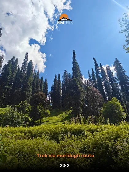 The trek to Bhrigu Lake via the Moridugh route takes you through beautiful pine forests.