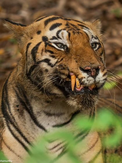 The Demon King of Tadoba, Chota Matka. Once a timid sub-adult, he is now a fierce and dominant male, a testament to the shifting dynamics of power in the jungle.