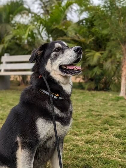 Poochkoo Mutts & Nutts - Dog Training & Behavior Modification Life at the Ranch photo 13