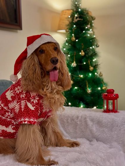 Posto in his Santa hat and Christmas sweater, posing perfectly in front of our Christmas tree.