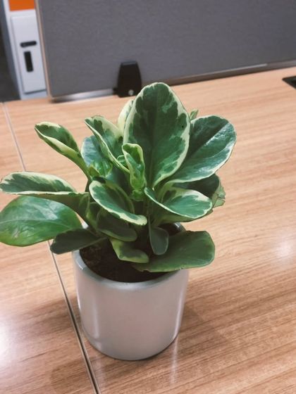 A closer look at the Peperomia obtusifolia variegata. Its waxy, variegated leaves add a pop of green to your workspace without requiring much attention.