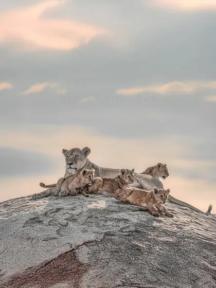 There's a universal language of love, and you can see it here as this lioness watches over her cubs. It’s a moment of pure trust and tranquility amidst the wildness of the Serengeti. This print brings that feeling of warmth, family, and peaceful connection into your space.