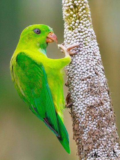 A Vernal Hanging Parrot demonstrates its "pole dancing" skills, balancing perfectly on a corn tassel to feed.