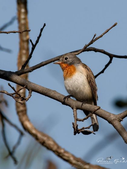 A Red-breasted Flycatcher, a small migratory bird, perched on a bare branch in Bhondsi Nature Park.