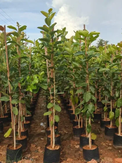 Rows of large guava plants in our nursery, grown to a mature size for quick establishment.