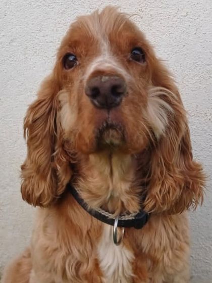 A sleepy Cocker Spaniel. Their long ears and sad eyes are just adorable.