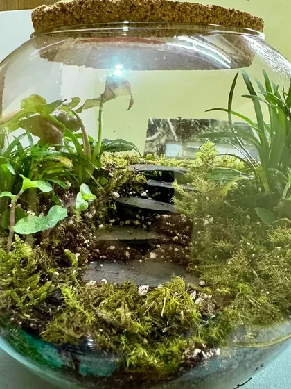 This beautiful bowl terrarium was made by a client using one of my DIY kits. I love seeing how people unleash their inner plant Picasso and create their own healthy, growing worlds.