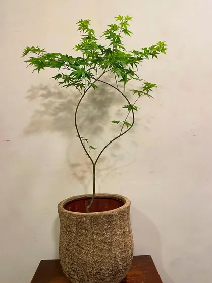 I source plants that are living art, like this Japanese Maple, Acer palmatum. Its delicate texture and elegant, arching branches bring a sense of refinement and balance, shown here in a beautiful rustic planter that complements its natural form.