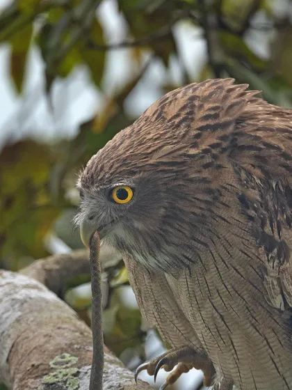 A Brown Fish Owl devours a snake, its sharp talons holding the prey firmly. This is a raw and powerful depiction of the predator-prey relationship.