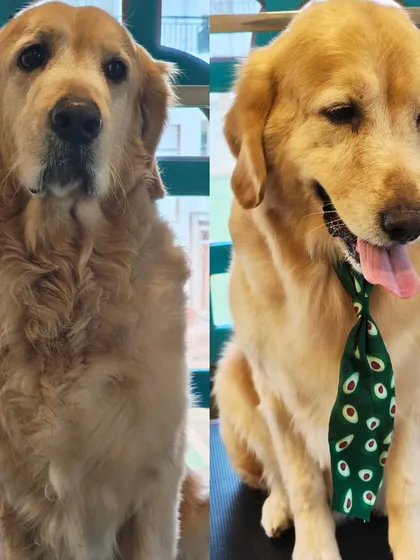 A classic before and after transformation for this beautiful Golden Retriever. On the left is how he arrived, and on the right is the handsome boy after a full grooming session, complete with a stylish avocado-print tie. A good groom makes them feel as great as they look.