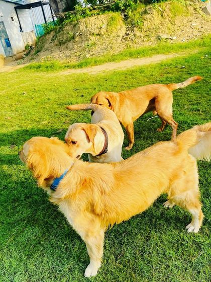 The first step to making friends is a good sniff. This Golden Retriever and Labrador are getting acquainted in our grassy play area.