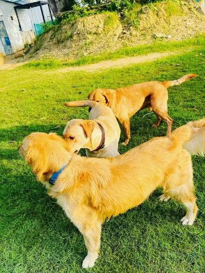 The art of the butt sniff. This is how dogs introduce themselves and make friends. It's a vital part of their communication, and we encourage these healthy interactions in our supervised playgroups.