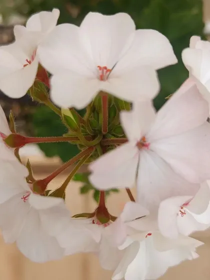 A gallery of the many different flowers I have successfully grown, showing a wide range of colors and types.