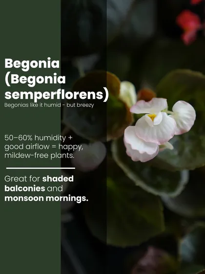 Begonias are one of our 'green flags' for humid climates. They like 50-60% humidity with good airflow to stay happy and mildew-free, making them great for shaded balconies.