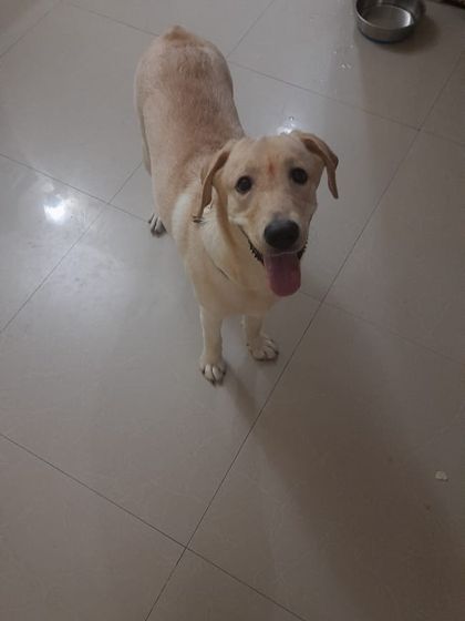 Whitey looking up with her tongue out, showing her happy and trusting nature. She is an indoor dog and needs a family that understands the needs of a double-coated breed.