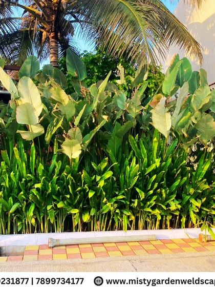 We use a variety of plants to create lush, tropical borders. Here, large leafed plants like the Bird of Paradise are layered with smaller shrubs to create a dense and vibrant green wall.