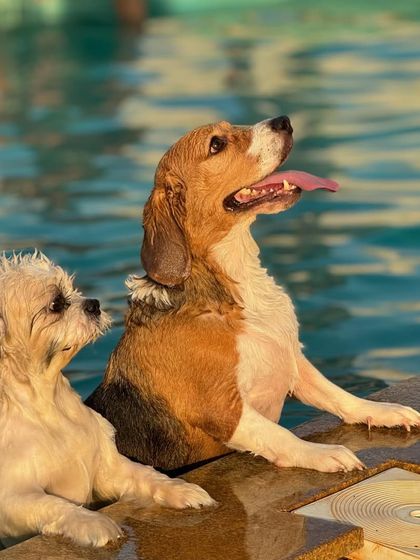 The Pawsome Camp - Dog Daycare & Boarding Splash Zone: Our Pooch Pool photo 20