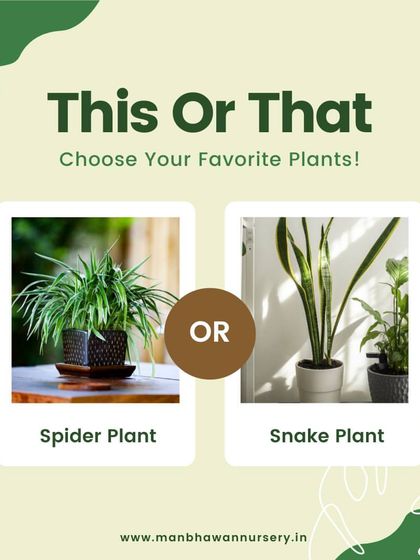 This or That: Spider Plant or Snake Plant? Both are amazing air purifiers and super easy to care for. Let us know your favorite in the comments and tell us why.