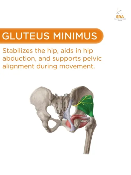 The Gluteus Minimus is a smaller glute muscle that plays a big role in stabilizing the hip and supporting pelvic alignment during movement.