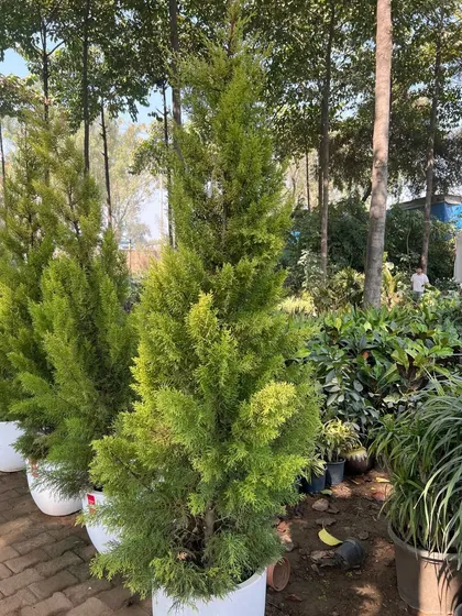 A row of healthy Thuja plants in our nursery, ready for an outdoor landscaping project. We cultivate a wide variety of outdoor shrubs and trees to meet any design need.