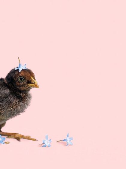 Pragalbh - Commercial Pet Photography The CARE Shelter Animal Series photo 9