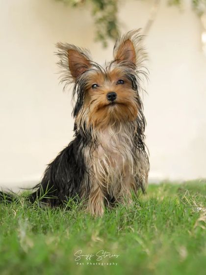 Sniff Stories - Pet & Family Photography In Loving Memory photo 3