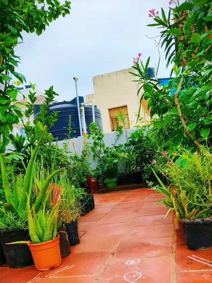 This is a thriving terrace garden we look after, filled with a variety of healthy plants like aloe vera and flowering shrubs. Our regular maintenance ensures the space remains lush, green, and beautiful.