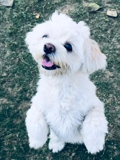 Another member of our favorite furry family, standing up to get a better view (and maybe a treat).