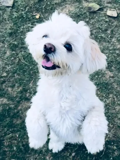 A trio of fluffy white dogs, including Lhasas and a mix, posing for the camera.