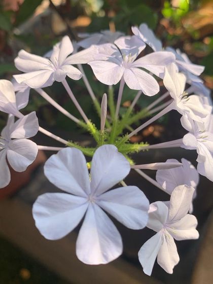 A Riot of Colours: Butterfly & Bee Gardens photo 8