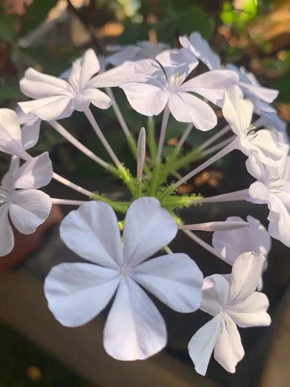 The delicate, sky-blue flowers of the Plumbago plant, which bloom in beautiful clusters and are very hardy.