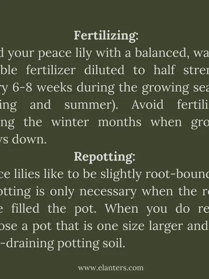 Peace Lily Care Part 4: Fertilizing and Repotting. Feed with a diluted fertilizer every 6-8 weeks in spring and summer. Only repot when the roots have filled the pot, choosing a slightly larger container.